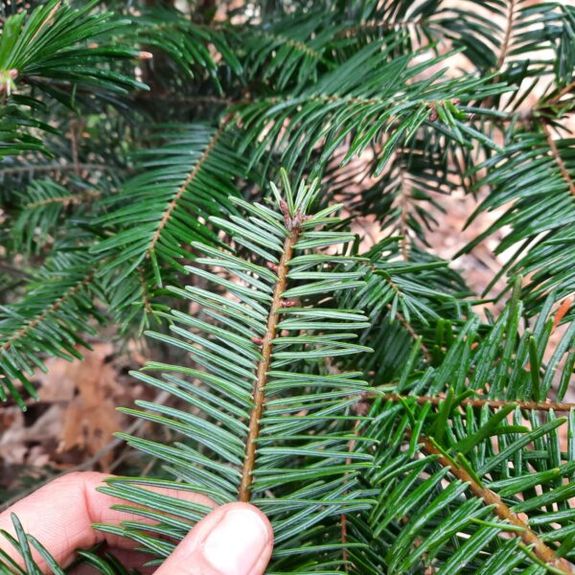 Wildplukwandeling In het Wilde
