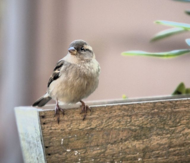 Nationale Gartenvogelzählung