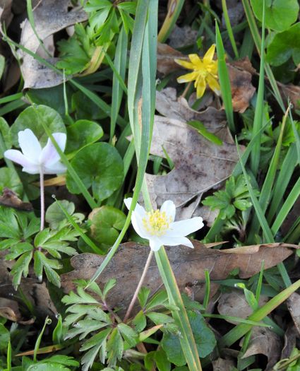 Walk in the Ruweeuwsels