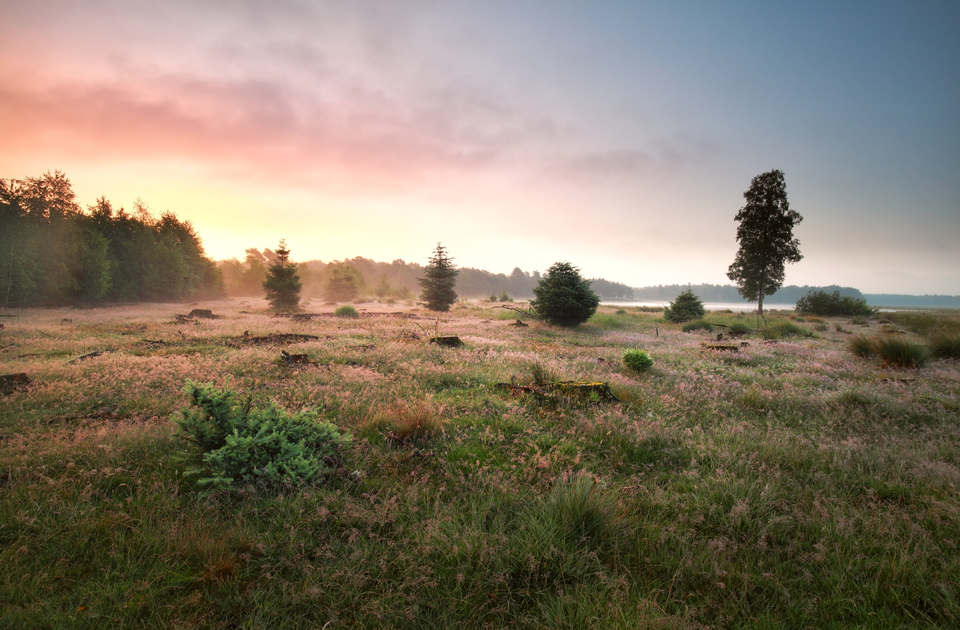 Weite Heide, Wald und ein Moor im Nationalpark Dwingelderveld.
