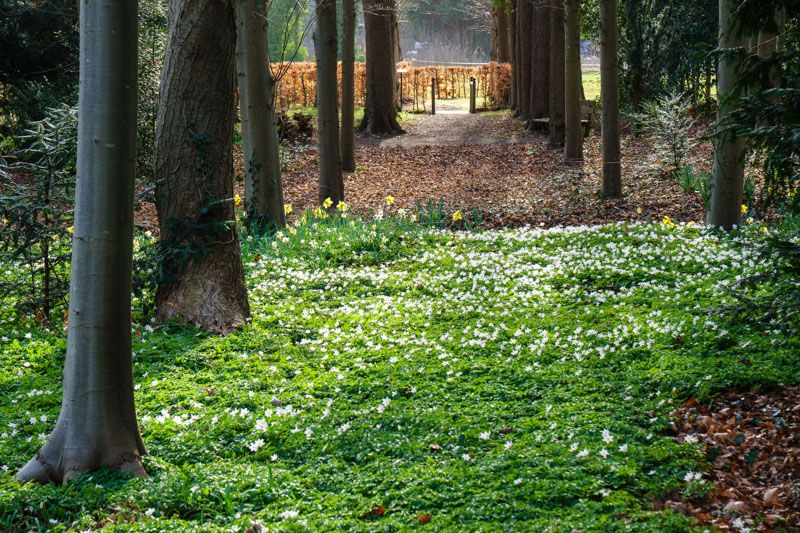 Bloemen langs de zichtas naar het doohof van Sypesteyn