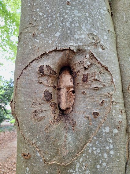Houtkunstwerk van een gezicht in het Molenbosch