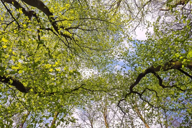 Baumkronen mit blauem Himmel von unten gesehen.