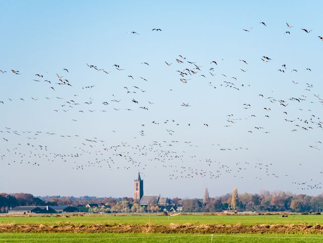 Vogelrijke polder bij Eemnes