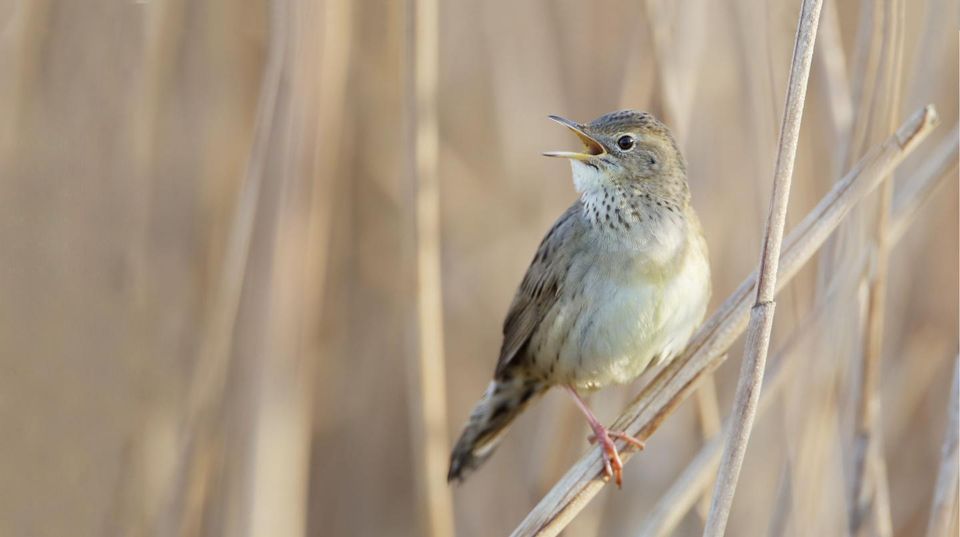 Foto van sprinkhaanzanger in het landschap