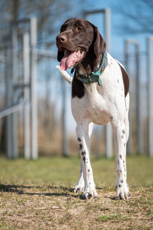Hond op recreatiegebied
