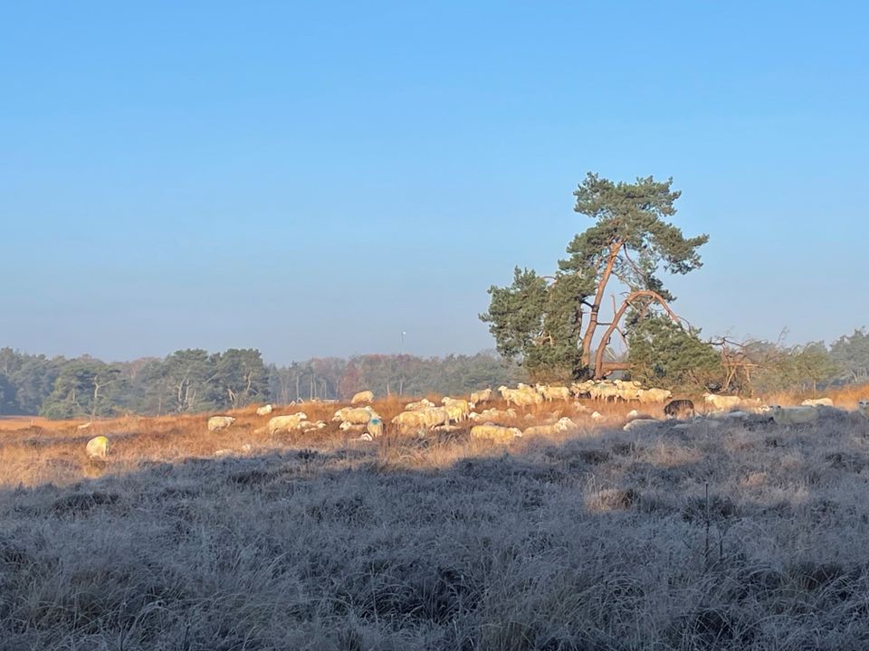Uitzicht over een kudde schapen op het Leersumse Veld