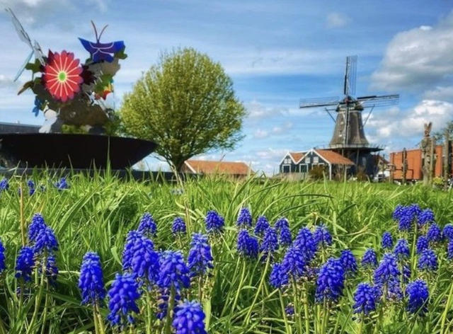 Mooie bloemen in IJlst