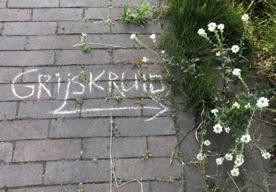 Stoepplantje krijten