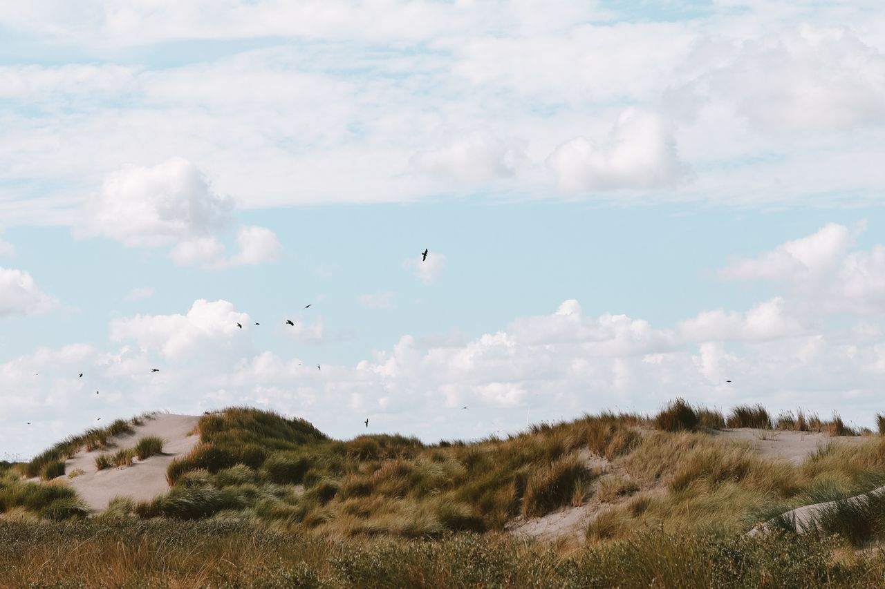Duinlandschap in Westland