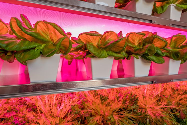 Op-Schouwen-Duiveland-Vitro-Plus-Own-Greens-Planten-Met-Roze-Licht