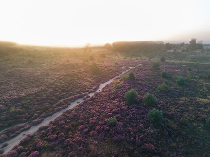 Dronefoto van heide en zonsondergang