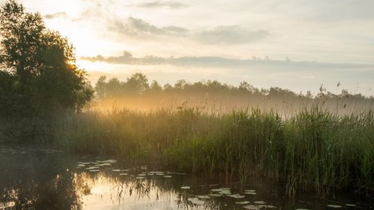 Ochtendnevel