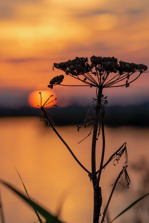 Een foto van een bloem met zonsondergang