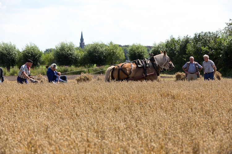 Harvest day at the Boerenbondsmuseum Gemert