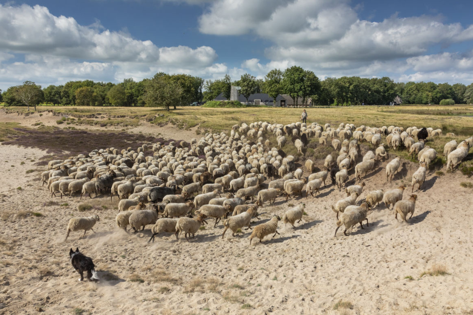 De schaapskudde in het Dwingelderveld