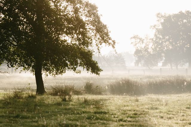 Een boom die op de voorgrond staat tegen een achtergrond van mist en een aantal bomen.