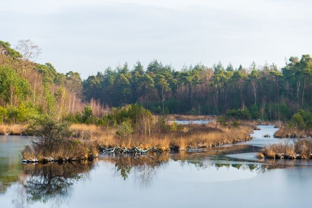 Oisterwijkse bossen en vennen - winter