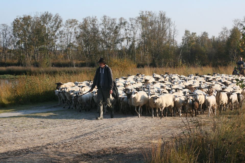 Bargerveen Het Bargerveen is een bijzonder natuurgebied met uitgestrekte veenlandschappen, heide en bijzondere flora en fauna. Wandel of fiets door het gebied en geniet van de rust en weidse uitzichten.