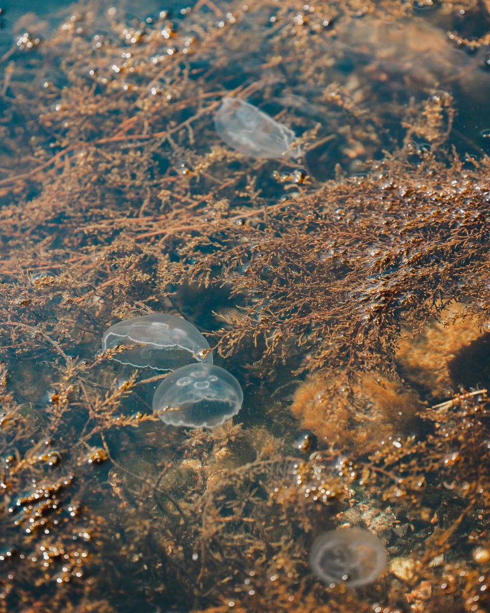 Kwallen in het water