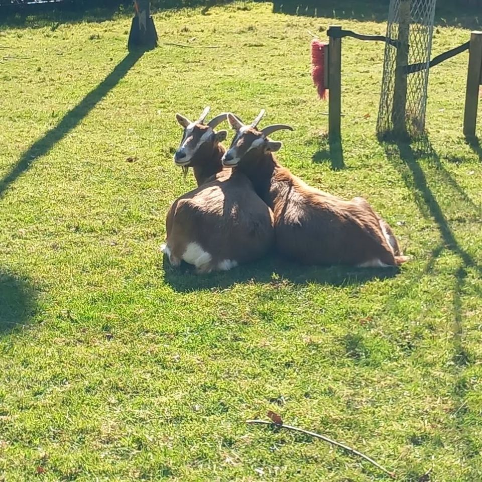 Geiten in de zustertuin