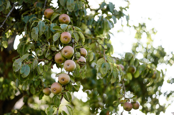 Foto van appels aan een boom