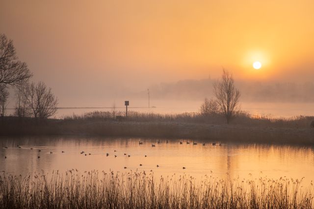 Zonsondergang natuurgebied in De Utrechtse Waarden, met water, mist, eenden en wat kale begroeiing in de winter.