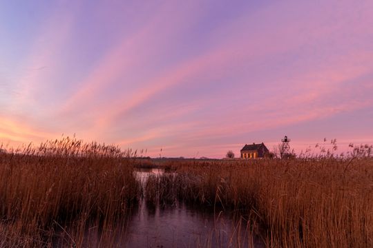 Tussen het riet door kijk je uit op de noordpunt van Schokland met een roze hemel als schemering in de Noordoostpolder.