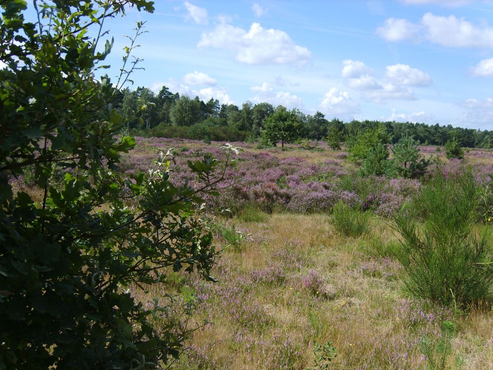 Heide aan de Arnhemse Karweg