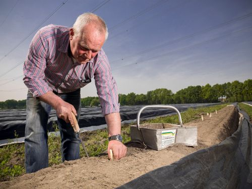 Een aspergeteler steekt een asperge uit de grond.