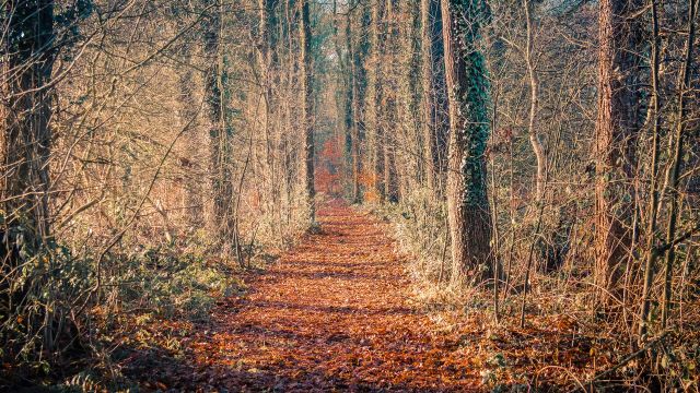 Wandelen | Rondje Rot en Hijink