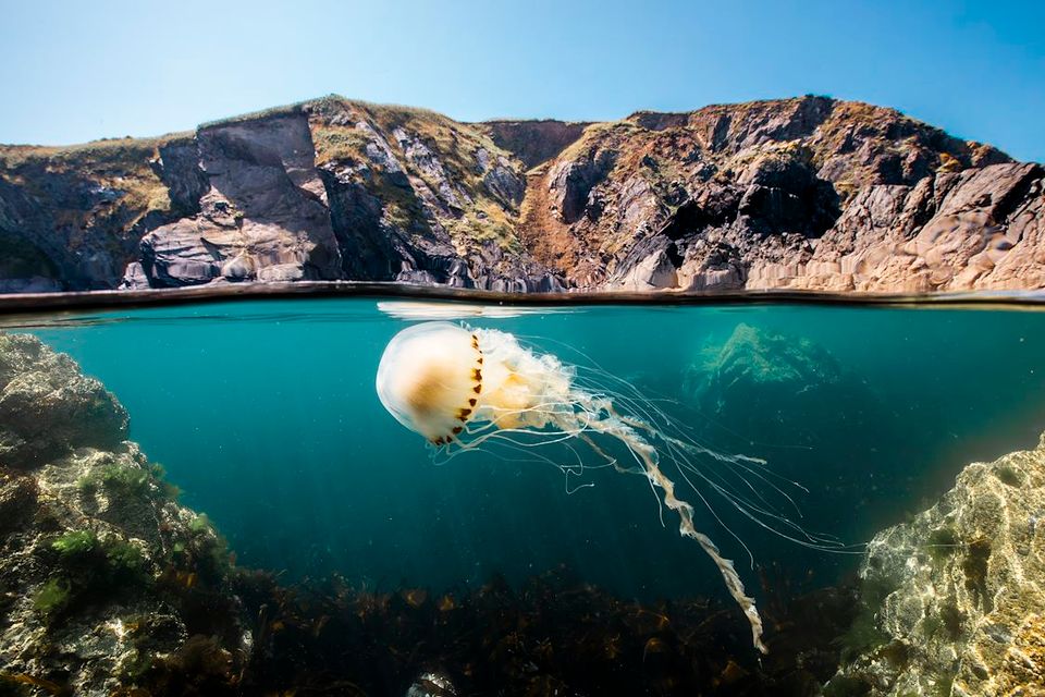 Een kwal in het water