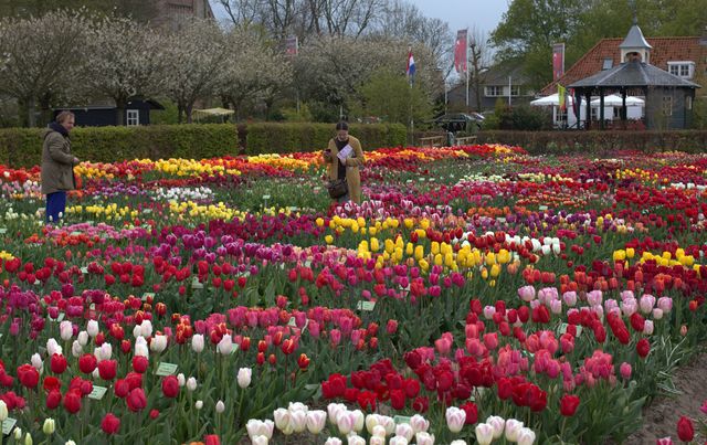 Tulpen bij de Hortus Bulborum