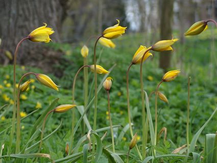 Gele bostulp bloem