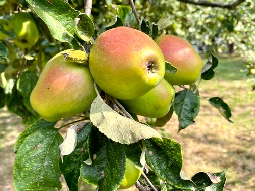 Appels in de collectieboomgaard