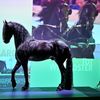 Beleef de kracht en pracht van het Friese paard! Interactieve expositie met film, tijdlijn, Wall of Fame en selfie-box. Voor jong en oud een must-see.
