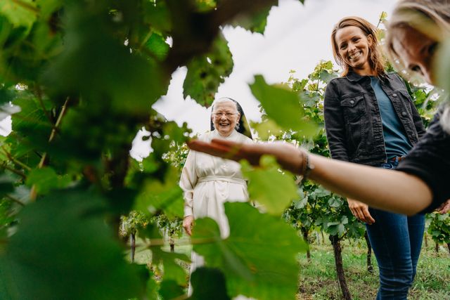Wijngaard bij de zusters in Oosterhout