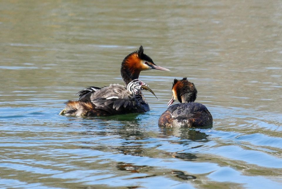 Vogelexcursies IVN Geldrop starten 24 maart