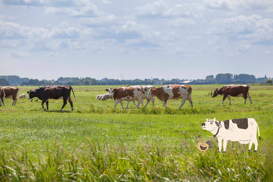 Koeien grazen in de groene weilanden rond Woerden, het karakteristieke landschap van het Groene Hart waar de basis ligt voor de bekende streekkazen.