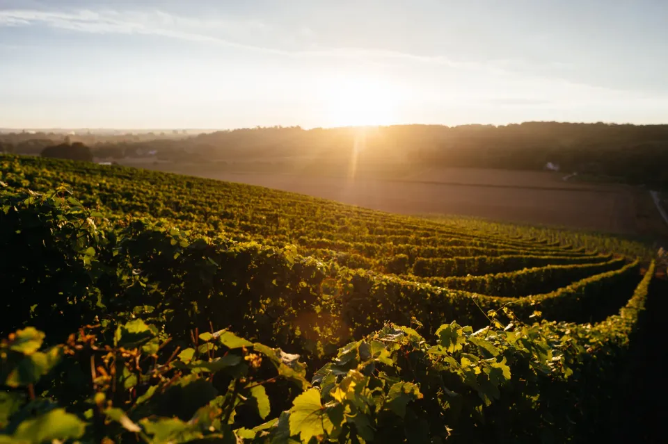 Sunrise at Vineyard Apostelhoeve in Maastricht