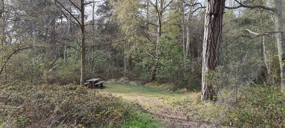 Bomenland Vlieland 3