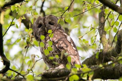 Bosuil in de boom