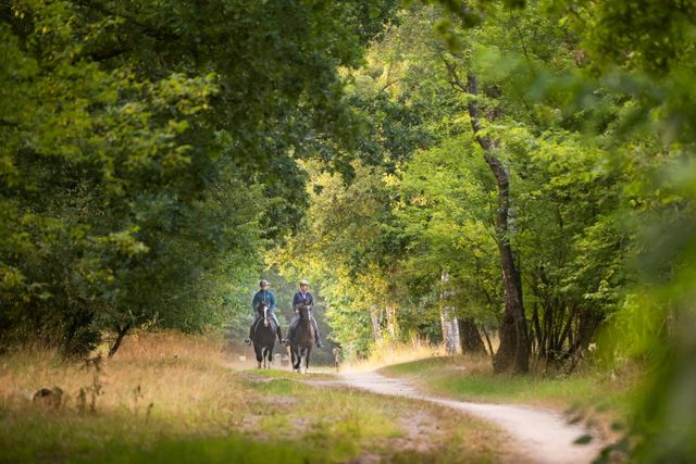 Twee ruiters rijden over een pad door het bos.