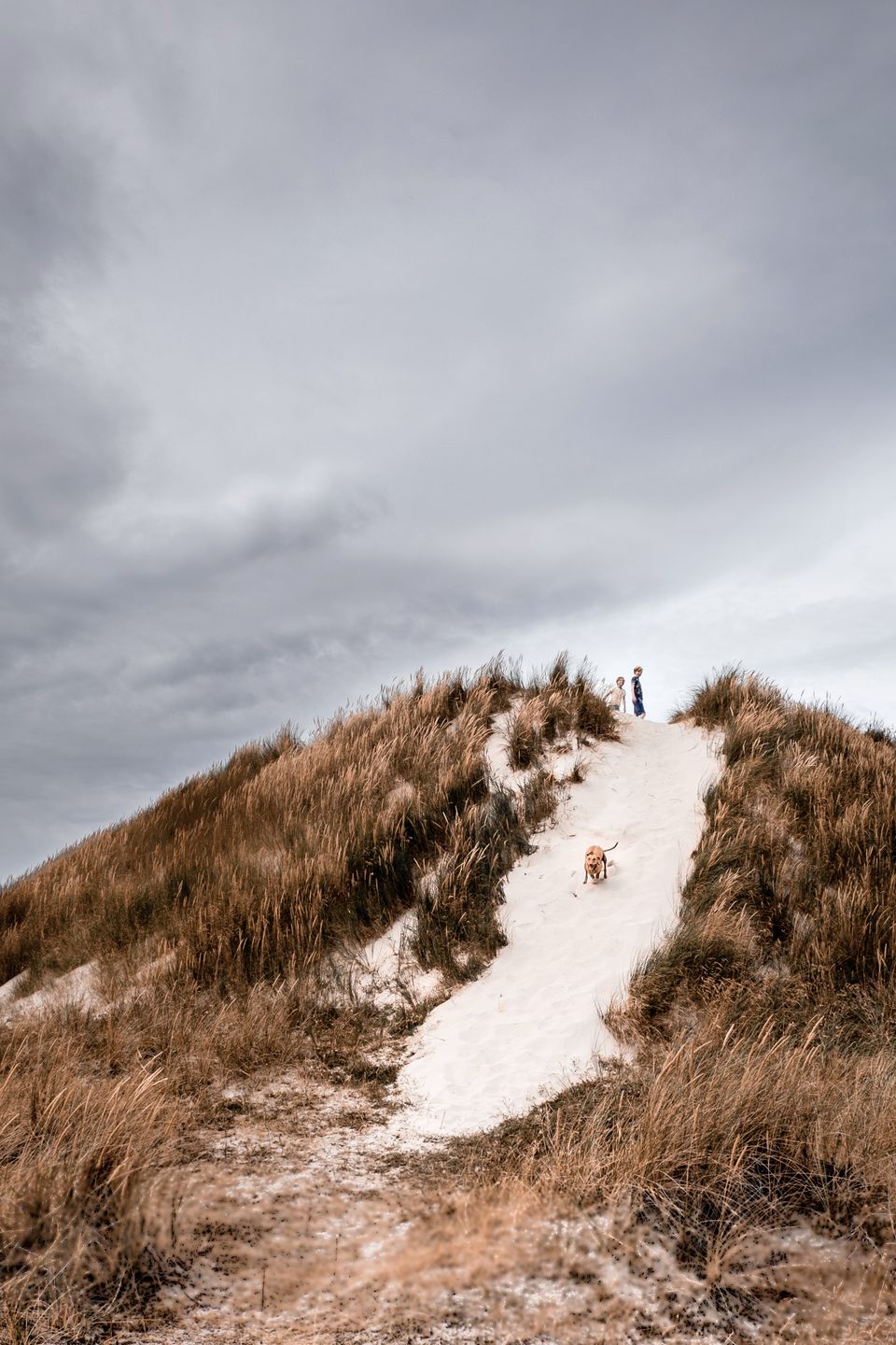 Hond uitlaten in de duinen van Vlieland