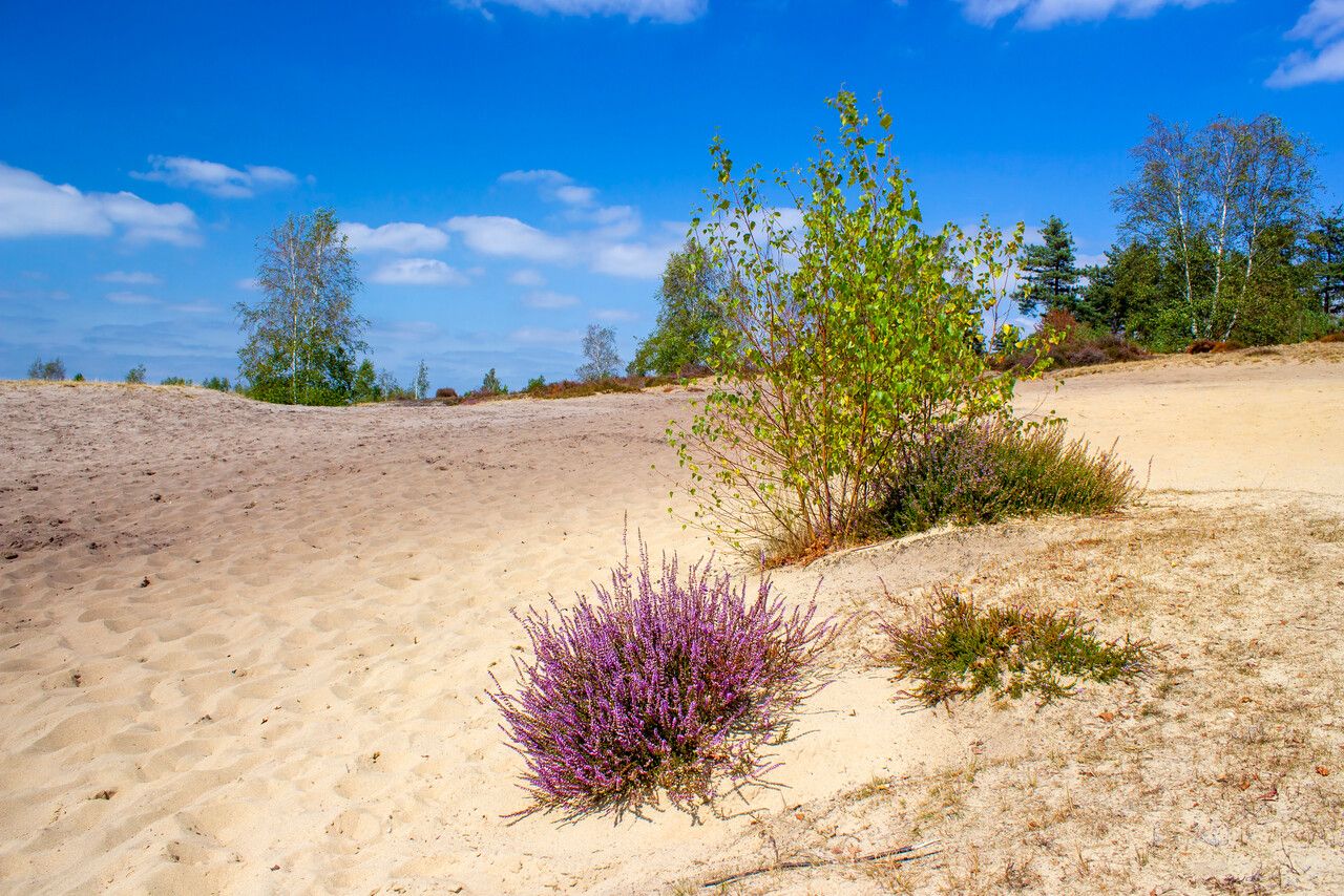 Maasduinen in Limburg