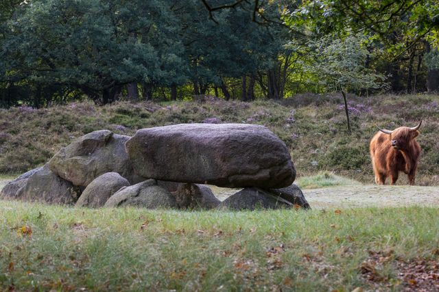 Hunebed D10 met een Schotse Hooglander.