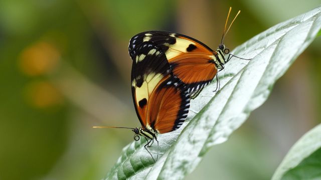 Twee vlinders op een blad