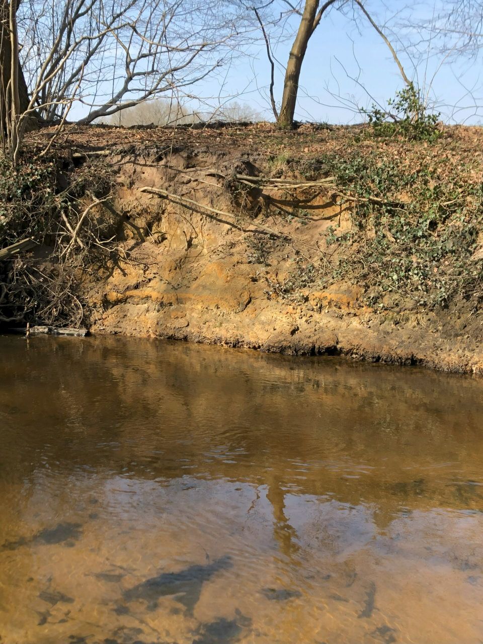IVN-KNNV | Bosexcursie Buurtschap Brinkheurne