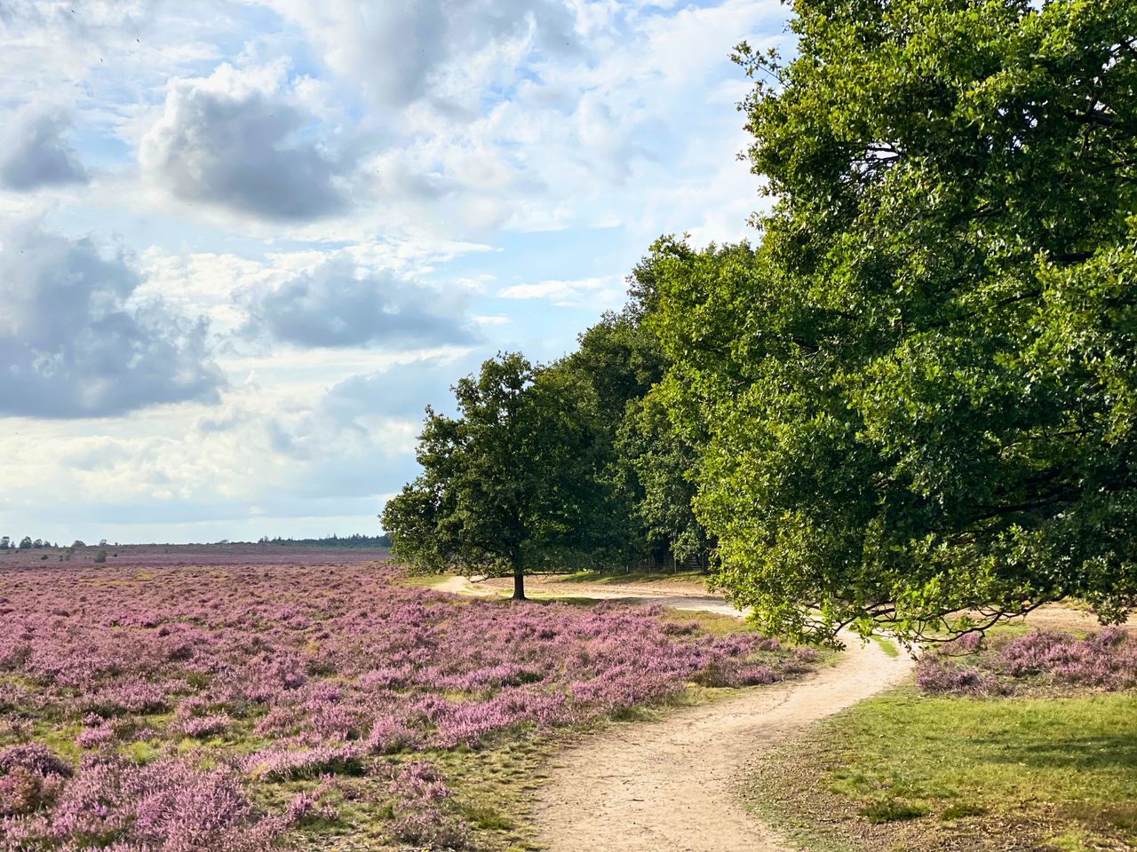 Uitzicht met heide, bos en een kronkelend fietspad.