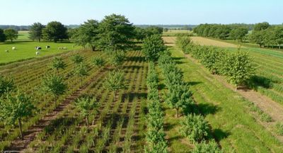 landschap met boomkwekerij en koeien